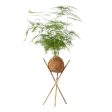 Kokedama Asparagus Fern Plant Online Sale