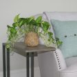 Kokedama Golden Pothos Plant on Sale