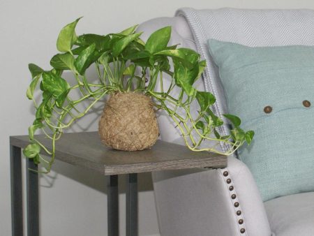 Kokedama Golden Pothos Plant on Sale