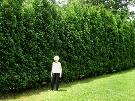 American Pillar Arborvitae on Sale