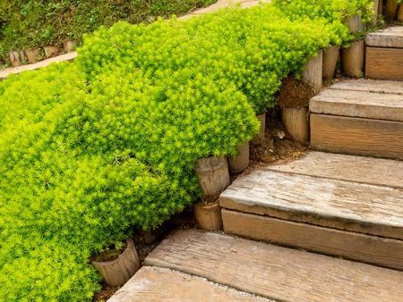 Angelina Sedum Plant Online Sale