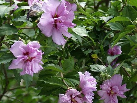 Ardens Rose of Sharon Althea Shrub Hot on Sale