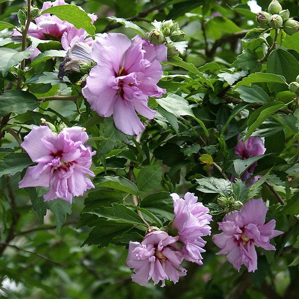 Ardens Rose of Sharon Althea Shrub Hot on Sale