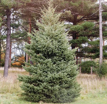 Black Hills Spruce Tree Online