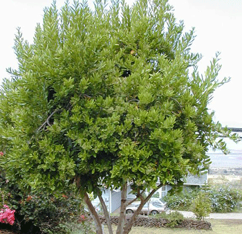 Allspice Tree on Sale