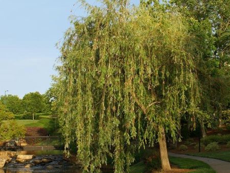 Prairie Cascade Weeping Willow Online