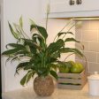 Kokedama Peace Lily Plant Fashion