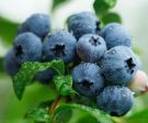 Sweetheart Blueberry Bush - USDA Organic Online now