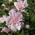 Blushing Bride Rose of Sharon Althea Shrub Supply