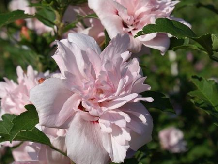 Blushing Bride Rose of Sharon Althea Shrub Supply