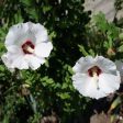 Red Heart Rose of Sharon Althea Shrub Hot on Sale