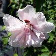 Blushing Bride Rose of Sharon Althea Shrub Supply