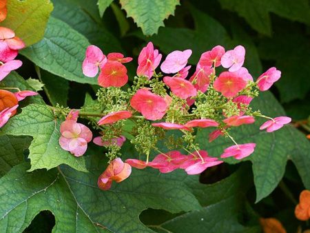 Ruby Slippers Hydrangea Shrub For Discount