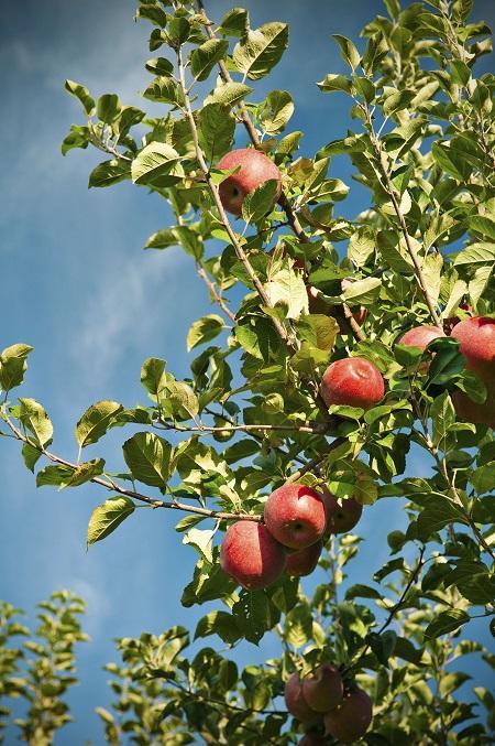 Fuji Apple Tree For Cheap