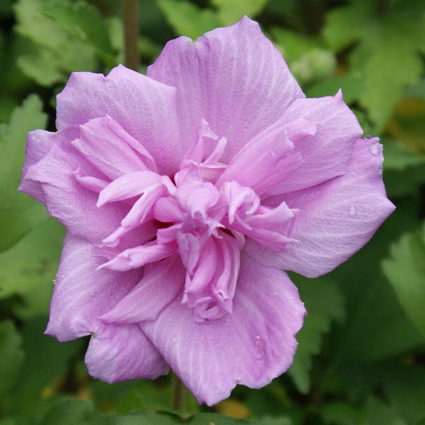 Ardens Rose of Sharon Althea Shrub Hot on Sale