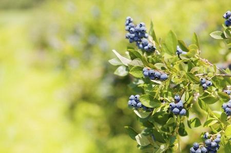 Sweetheart Blueberry Bush - USDA Organic Online now