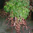 Calico Cat™ Boston Ivy Vine Online