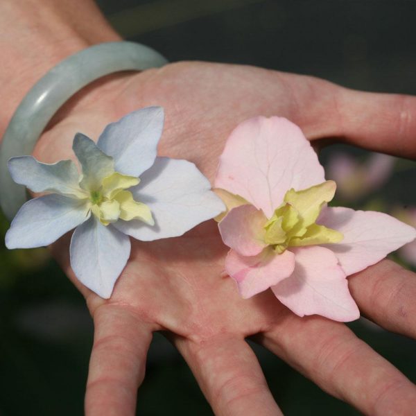 Tuff Stuff Ah-Ha® Hydrangea Shrub For Cheap