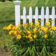 Stella D Oro Daylily Plant Online Hot Sale