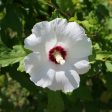 Red Heart Rose of Sharon Althea Shrub Hot on Sale