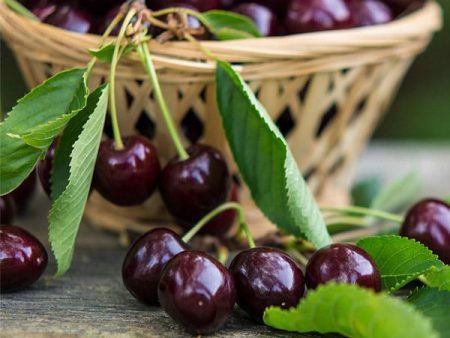 Bing Cherry Tree Online Sale