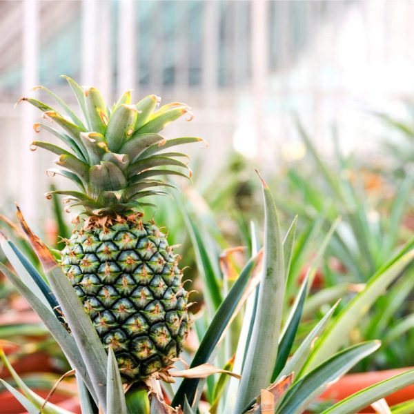 Sugarloaf Pineapple Plant For Discount