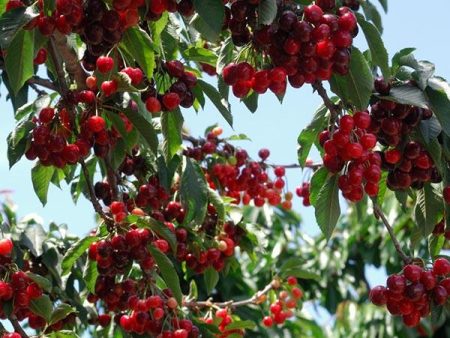 Stella Cherry Tree For Cheap