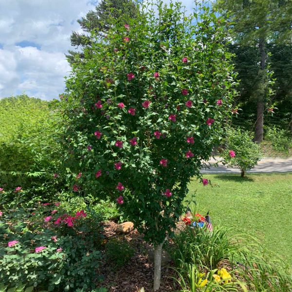 Red Rose of Sharon Althea Tree Hot on Sale