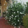 Red Heart Rose of Sharon Althea Shrub Hot on Sale