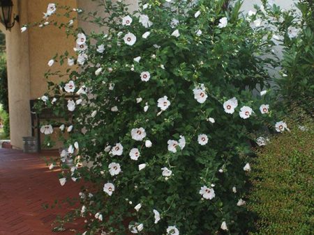 Red Heart Rose of Sharon Althea Shrub Hot on Sale