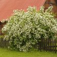 Sweet Mock Orange Shrub Discount