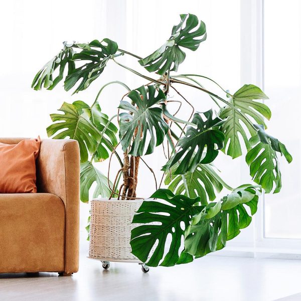 Monstera (Swiss Cheese Plant) Supply