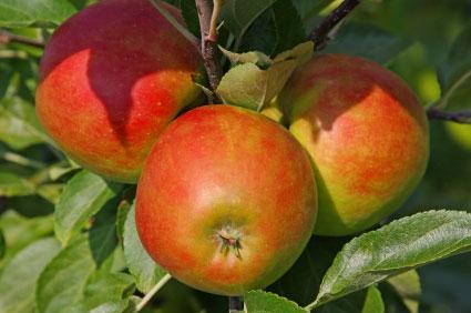 Gala Apple Tree - USDA Organic Online now