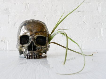 Goonie Gold Skull Pyrite Carved Crystal Life Size Air Plant Garden For Sale