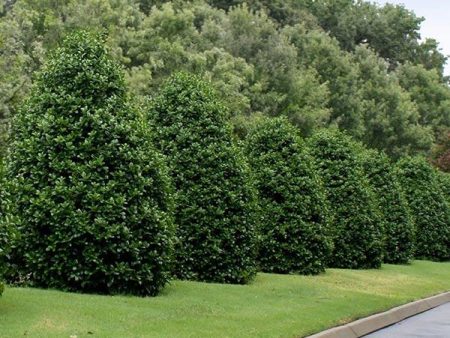 Greenleaf American Holly Shrub For Cheap