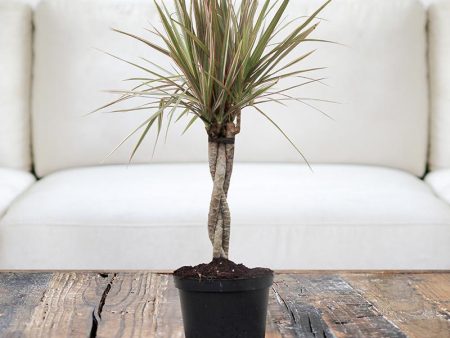 Dracaena Bi-Color Braided Plant Sale