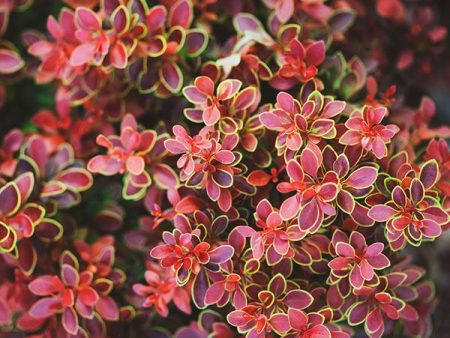 Admiration Barberry Shrub Discount