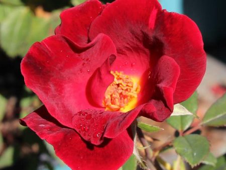 Miracle on the Hudson™ Rose Online