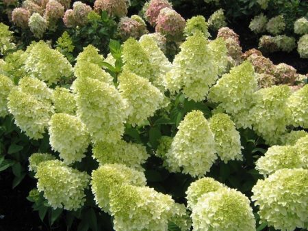 Magical® Candle Hydrangea Shrub For Discount