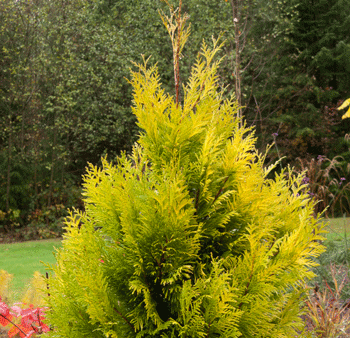 Forever Goldie Arborvitae Tree Supply