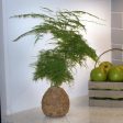 Kokedama Asparagus Fern Plant Online Sale