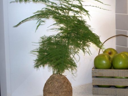 Kokedama Asparagus Fern Plant Online Sale