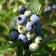 Sweetheart Blueberry Bush - USDA Organic Online now