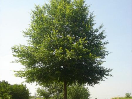 Willow Oak Tree For Sale