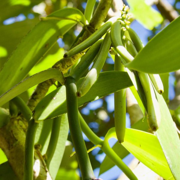 Vanilla Bean Plant Sale