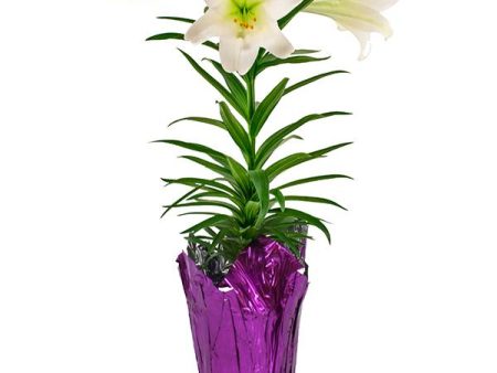 Easter Lily Plant Cheap