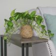 Kokedama Golden Pothos Plant on Sale