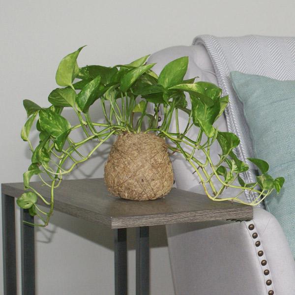 Kokedama Golden Pothos Plant on Sale