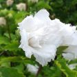 White Rose of Sharon Althea Tree Online Sale