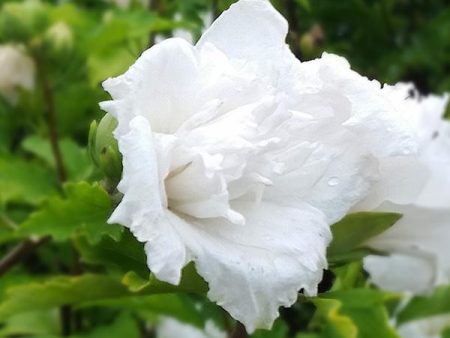 White Rose of Sharon Althea Tree Online Sale